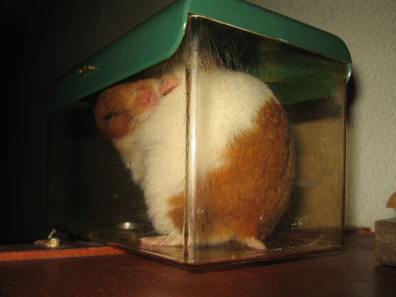 My hamster Lucy doin' the meditation thing !