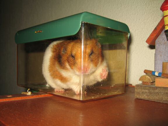 My hamster Lucy doin' the meditation thing !