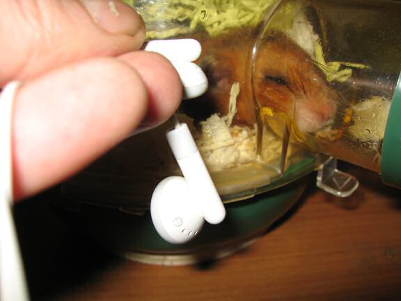 My hamster Lucy inspectin' tha loungy tunes!