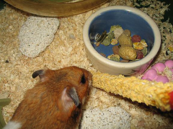 My hamster Lucy pouchin' a WHOLE peanut ! (and more ... )