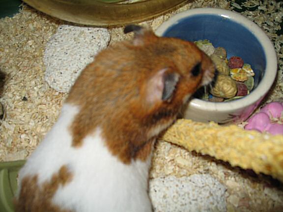 My hamster Lucy pouchin' a WHOLE peanut ! (and more ... )