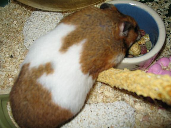 My hamster Lucy pouchin' a WHOLE peanut ! (and more ... )