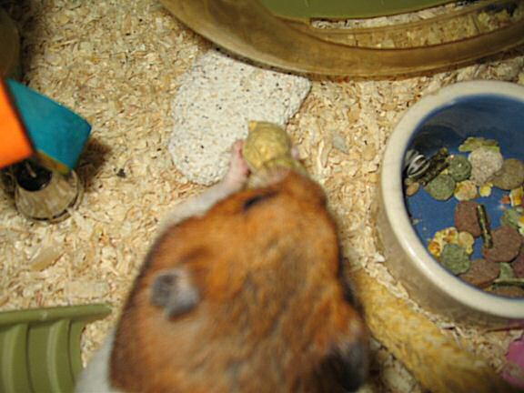 My hamster Lucy pouchin' a WHOLE peanut ! (and more ... )