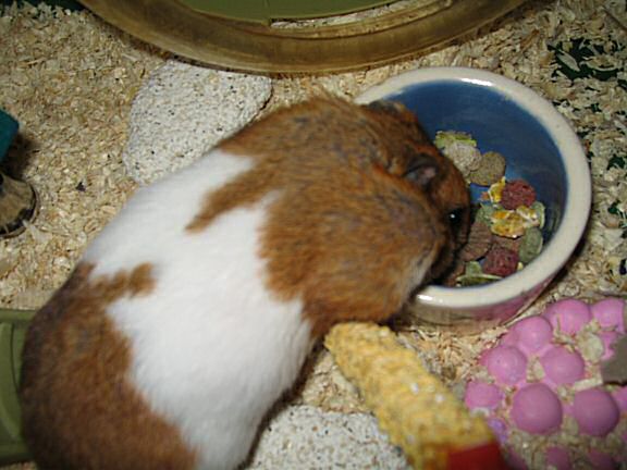 My hamster Lucy pouchin' a WHOLE peanut ! (and more ... )