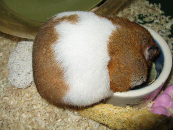 My hamster Lucy pouchin' a WHOLE peanut ! (and more ... )
