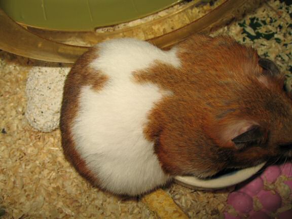 My hamster Lucy pouchin' a WHOLE peanut ! (and more ... )