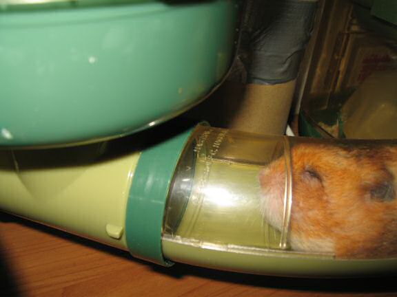 My hamster Lucy pouchin' a WHOLE peanut ! (and more ... )