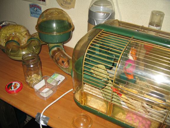 My Valentine hamster Lucy !