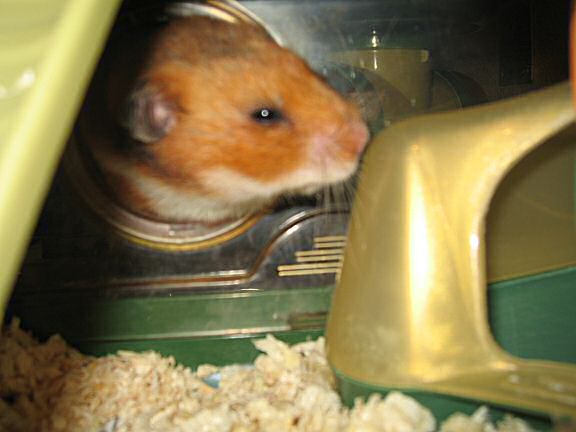 My Valentine hamster Lucy !