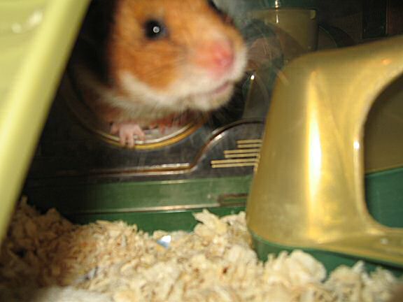 My Valentine hamster Lucy !