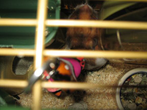 My hamster Lucy is the master of 'Hide-and-Seek' !