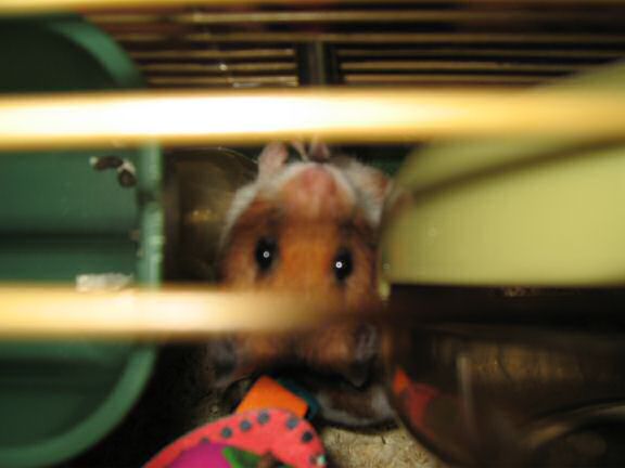 My hamster Lucy is the master of 'Hide-and-Seek' !