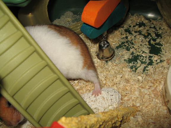 My hamster Lucy is the master of 'Hide-and-Seek' !