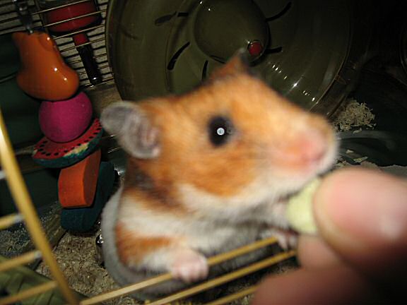 My hamster Lucy is the master of 'Hide-and-Seek' !