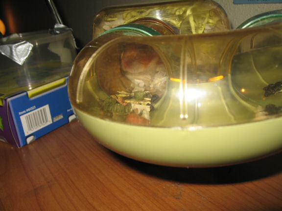 My hamster Lucy helpin' out !