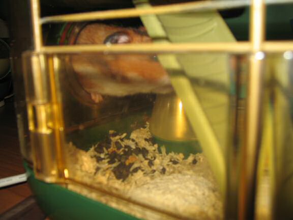 My hamster Lucy helpin' out !
