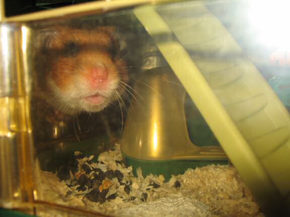 My hamster Lucy helpin' out !