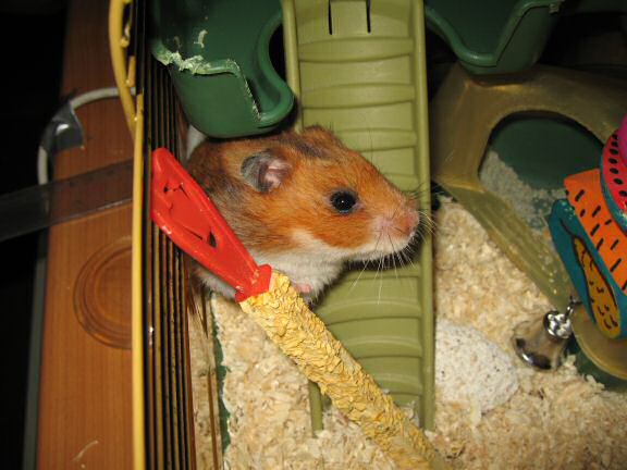 My hamster Lucy helpin' out !