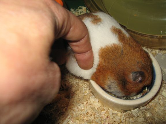 My hamster Lucy and me Cuddlin' !