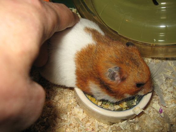 My hamster Lucy and me Cuddlin' !