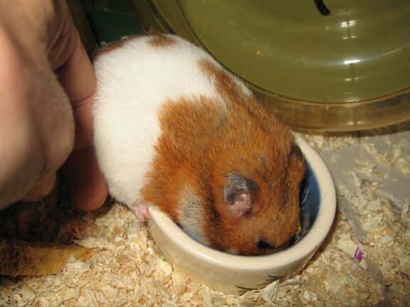 My hamster Lucy and me Cuddlin' !