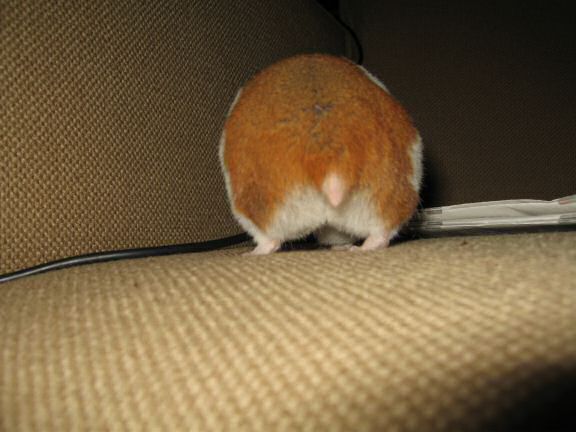 My hamster Lucy dancin' to tha tunes on the couch !