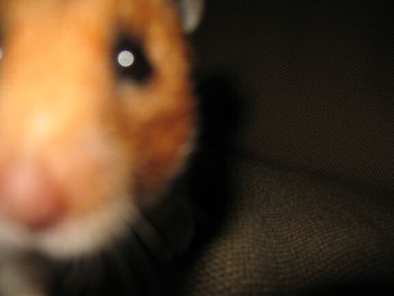 My hamster Lucy dancin' to tha tunes on the couch !