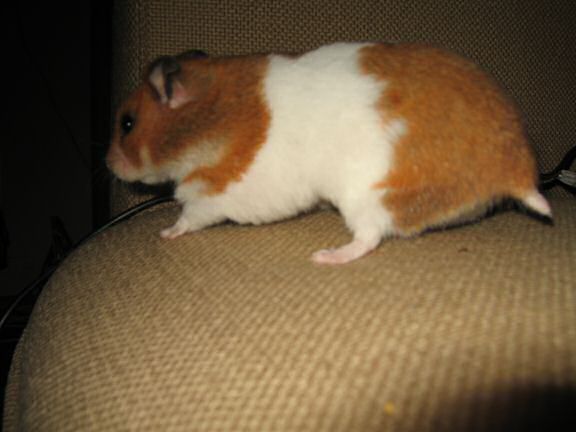 My hamster Lucy dancin' to tha tunes on the couch !