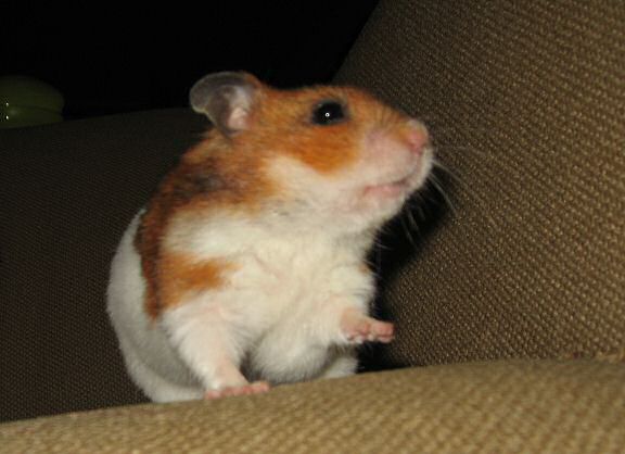 My hamster Lucy dancin' to tha tunes on the couch !