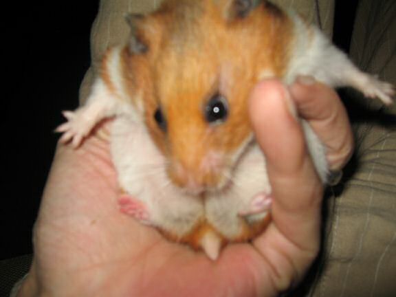 My hamster Lucy dancin' to tha tunes on the couch !