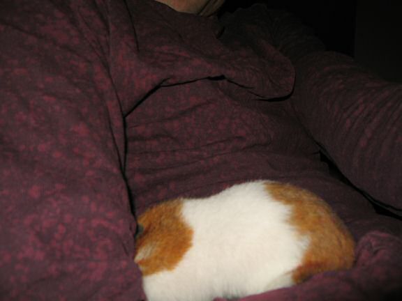 More playing 'Hide & Seek' with my hamster Lucy.