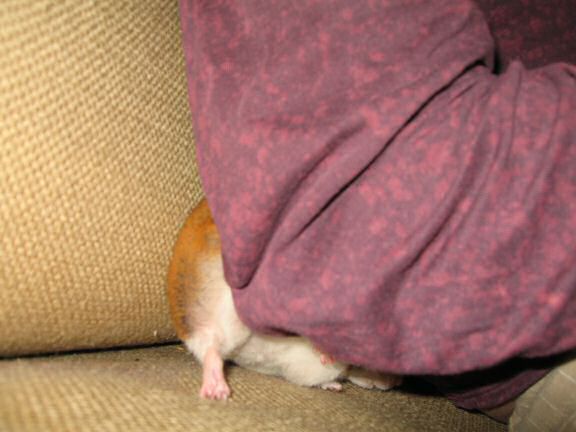 More playing 'Hide & Seek' with my hamster Lucy.