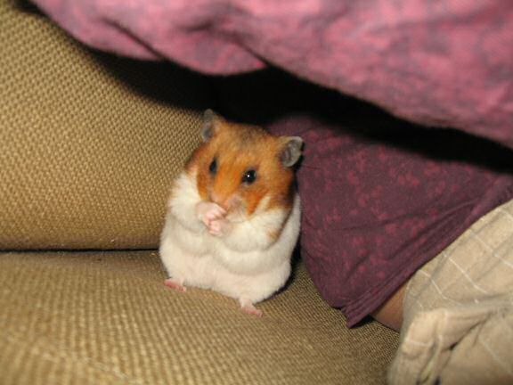 More playing 'Hide & Seek' with my hamster Lucy.