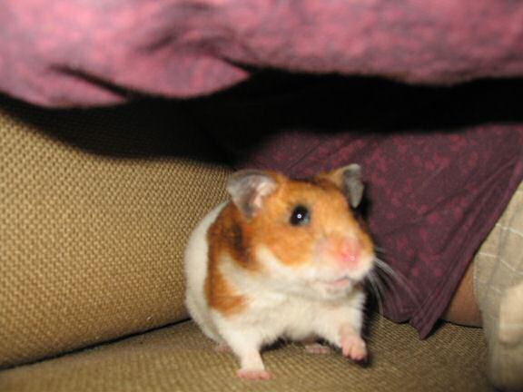 More playing 'Hide & Seek' with my hamster Lucy.