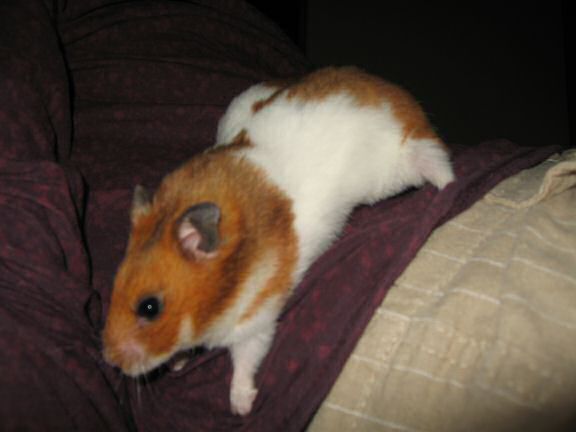 More playing 'Hide & Seek' with my hamster Lucy.