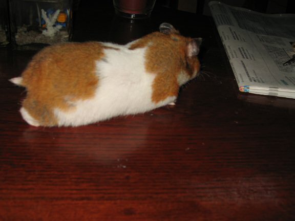 Coffee Table Fun with my hamster Lucy.