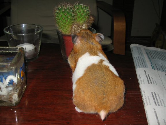 Coffee Table Fun with my hamster Lucy.