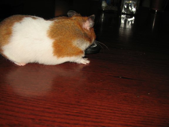 Coffee Table Fun with my hamster Lucy.