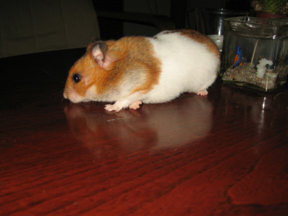 Coffee Table Fun with my hamster Lucy.