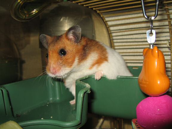 Keyboard Maintenance at HamsterTracker(tm).