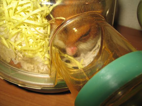 Cookin' 4 Lucy easy Cheese/Apple rolls.