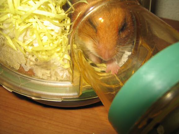 Cookin' 4 Lucy easy Cheese/Apple rolls.