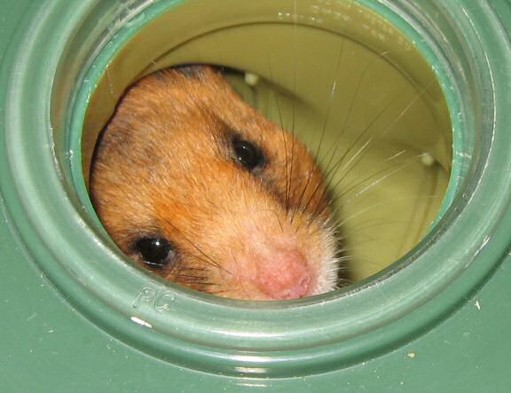 My hamster Lucy on cleaning ...