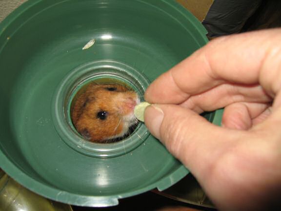 My hamster Lucy on cleaning ...
