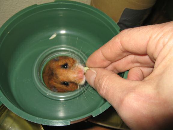 My hamster Lucy on cleaning ...