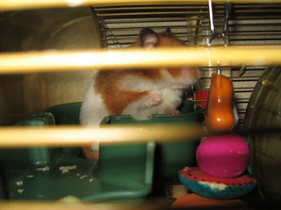 My hamster Lucy's big escape.