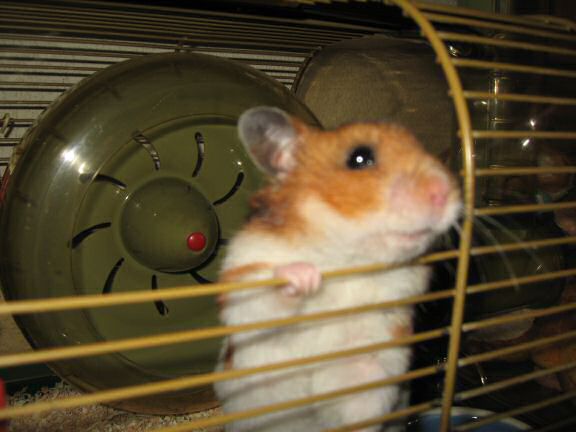 My hamster Lucy's big escape.