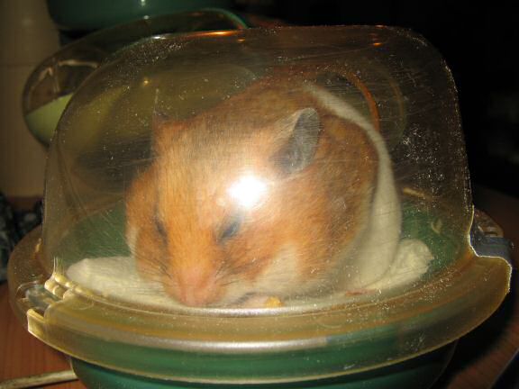 My hamster Lucy's unpouchin' just before her big escape.