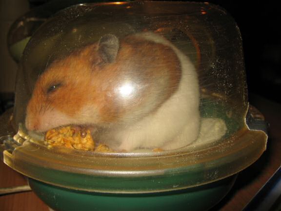 My hamster Lucy's unpouchin' just before her big escape.