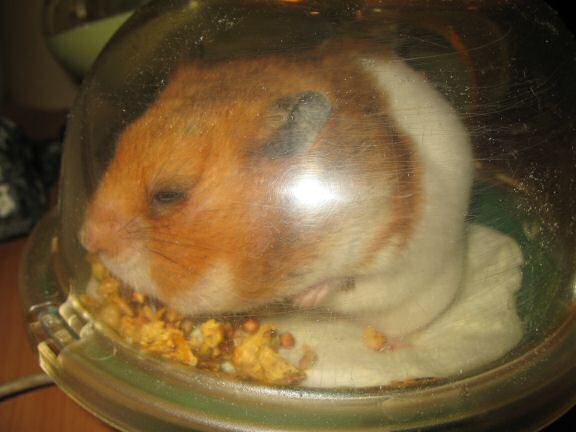 My hamster Lucy's unpouchin' just before her big escape.